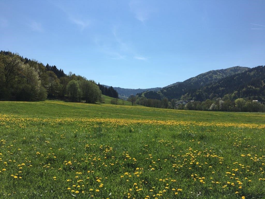 Weihermatten und Landschaftsschutzgebiet Schauinsland - Kapplertal